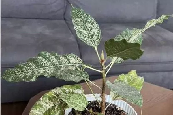 Снежный шторм хорошо смотрится на фоне мебели с тёмной обивкой