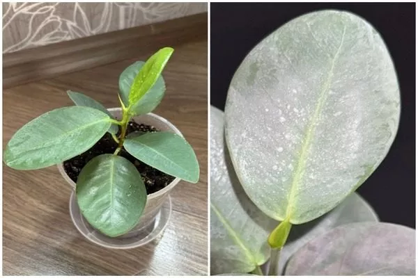 Сильвер плат