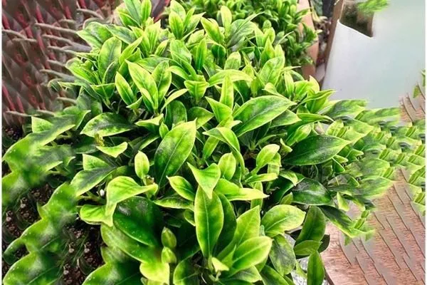 Микрофилла с жёлтой вариегатностью