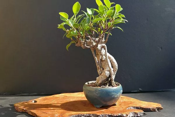 деревце бонсай