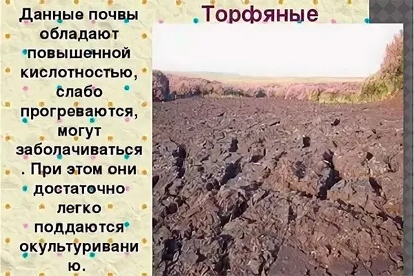Торфяные почвы почва для земляники35