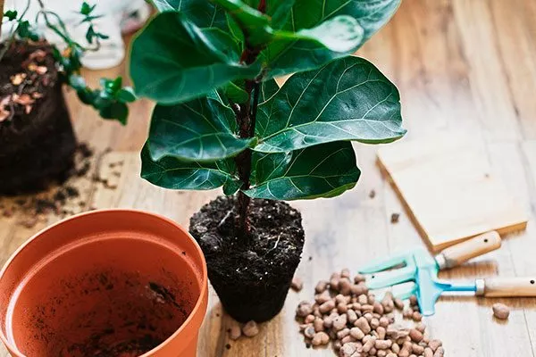 Требования к объёму горшка и почва Фикус лиролистный бамбино23