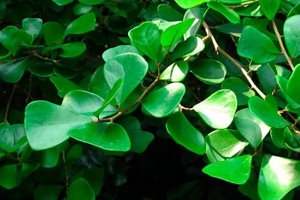 Триангулярис Самые необычные20