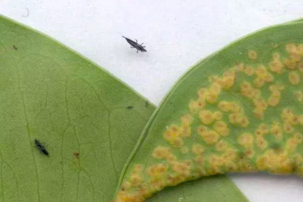 Трипсы на фикусе бенджамина