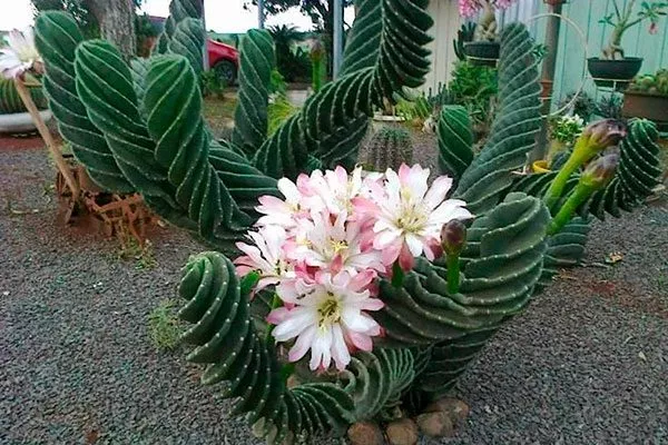 Цереус (Cereus) Цветущие сорта кактусов20