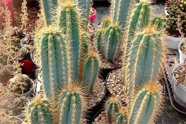 Цереус Как правильно обрезать кактусы34