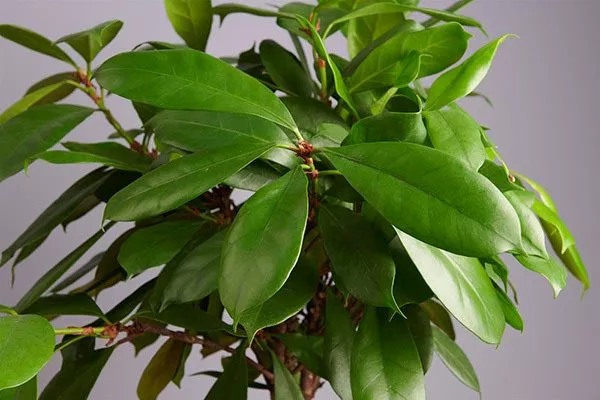 Циатистипула Самые необычные22