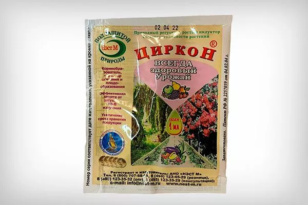 Циркон Гибизкус из семян16