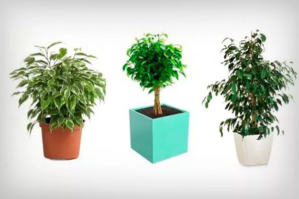 Цвет и форма горшка правила перемещения фикуса15