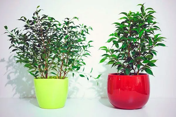 Цвет и форма горшка1 правила перемещения фикуса16