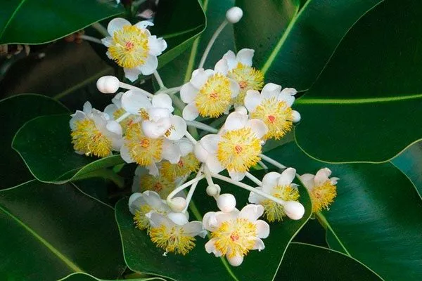 цветение фикуса стимулировать цветение14