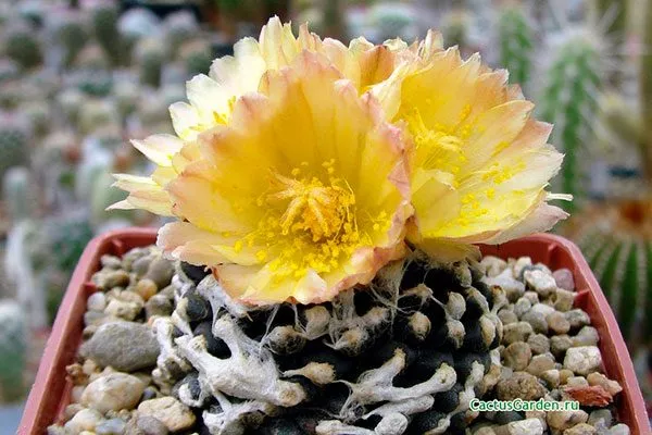 Цветение Копьяпоа28