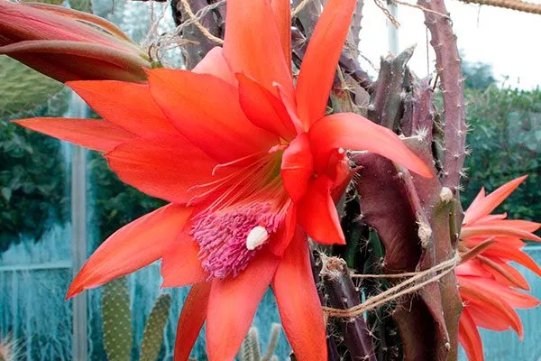 Цветки Эпифитные кактусы24