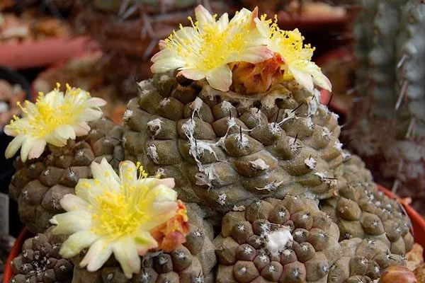 Цветки Копьяпоа29