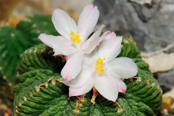 Цветки небольшие Азтекиум16