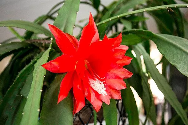 Цветы Эпифиллум13