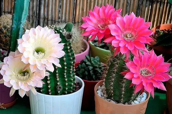 Цветёт раз в жизни Мифы о кактусах19