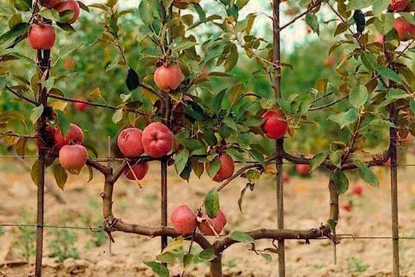 U-образный кордон Яблоня на шпалере2