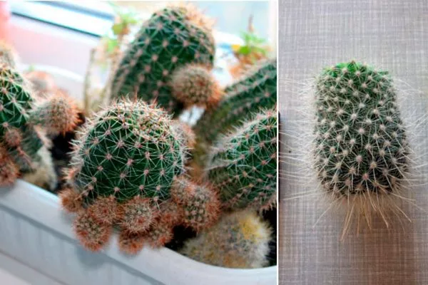 Удаление деток или побегов, мешающих росту основного стебля Как правильно обрезать кактусы32