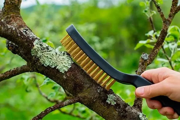 Удаление мха и лишайников Зимовка яблони29