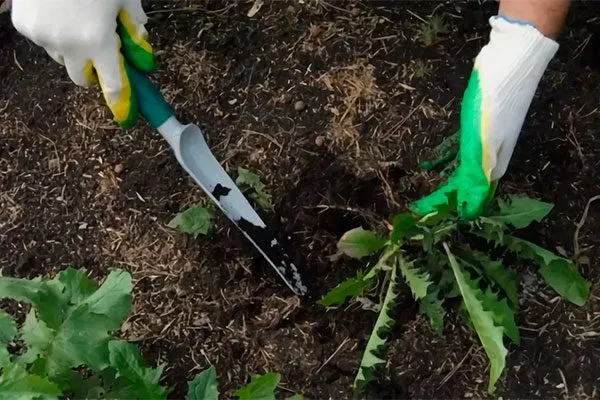 Удаляйте сорняки укрыть пионы перед зимовкой37