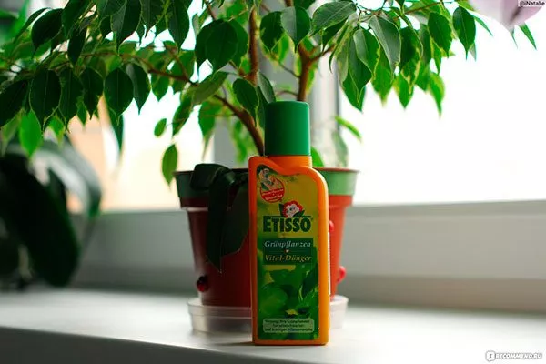 Удобрение и подкормка Фикус бенджамина47