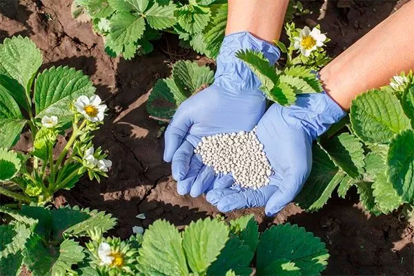 Удобрение и подкормка почва для земляники37
