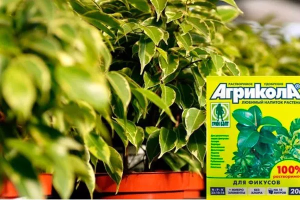 Удобрение и подкормка Зимовка фикуса7
