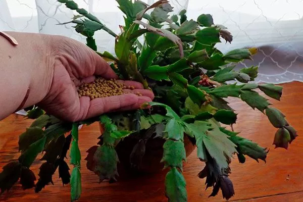 удобрения Эпифитные кактусы22