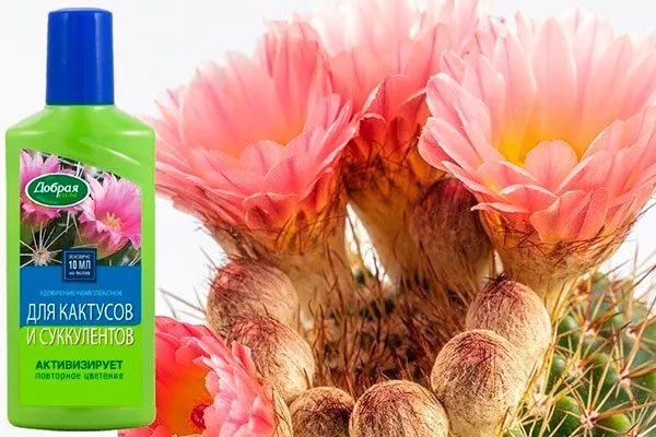 Удобрения стимулируют цветение Мифы о кактусах18