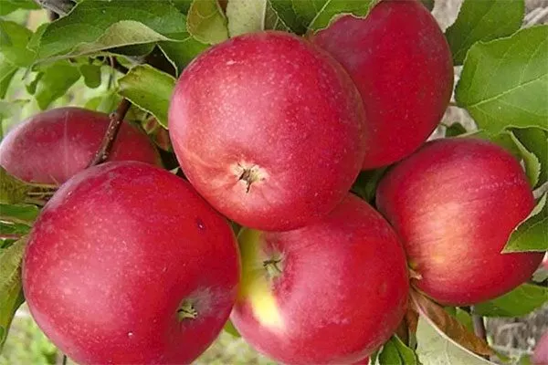 Уэлси Яблоня на шпалере25