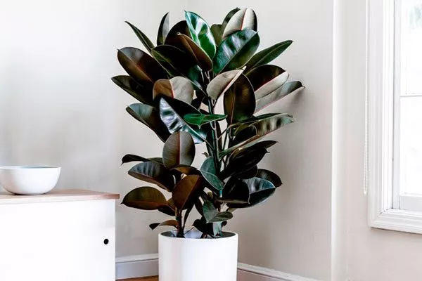 Углы комнат правила перемещения фикуса14