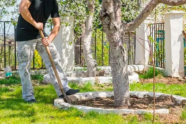 ухаживать за приствольным кругом