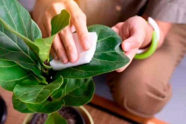 уход Фикус лиролистный бамбино25