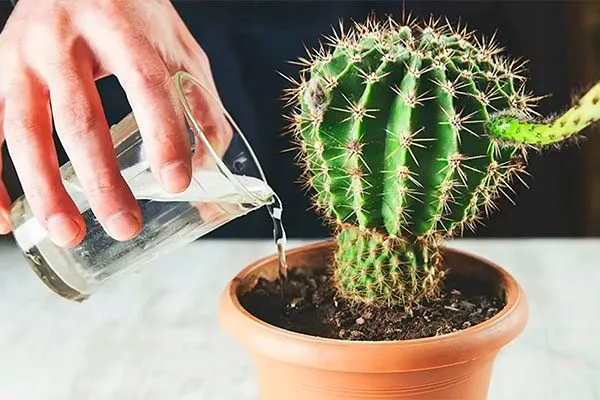 уход Кактус повял16