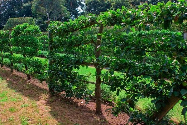 Уход за деревьями на шпалере Яблоня на шпалере23