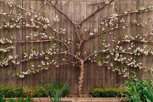 Уход за деревьями на шпалере2 Яблоня на шпалере24