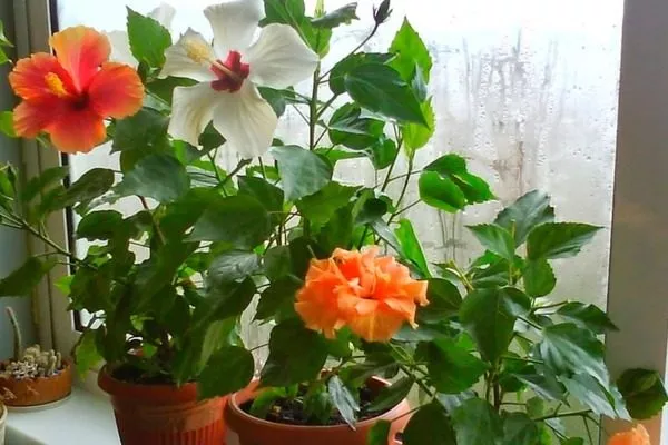 гибискус зимой