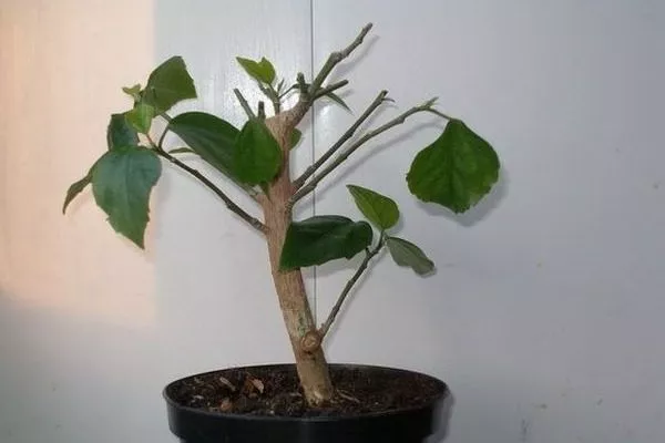 гибискус после обрезки