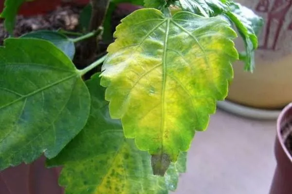 признаки хлороза у гибискуса