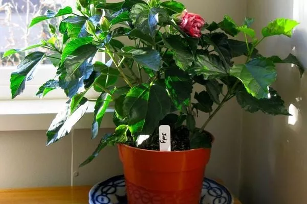 гибискус весной после пробуждения