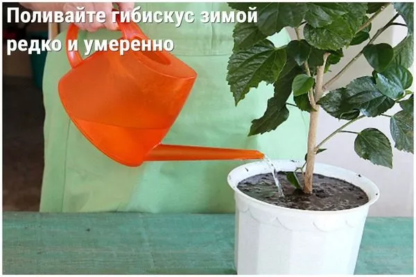 полив гибискуса зимой