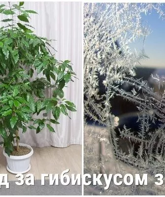 как ухаживать за гибискусом зимой