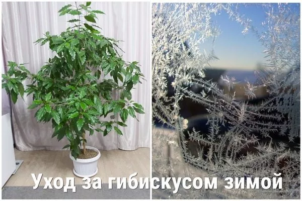 как ухаживать за гибискусом зимой