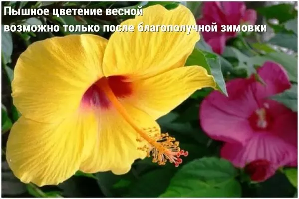 цветки гибискуса весной