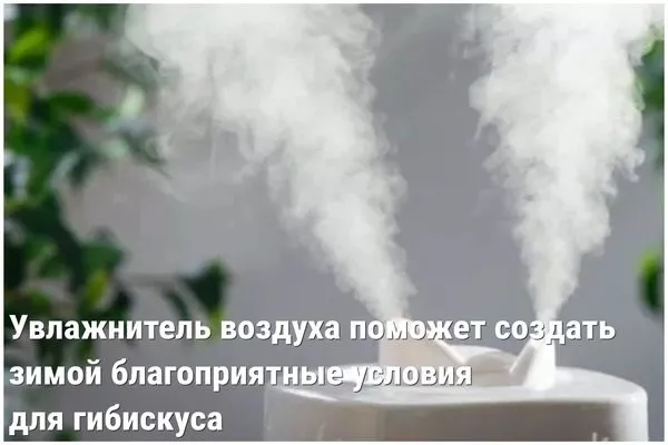 увлажнение вохдуха для гибискуса