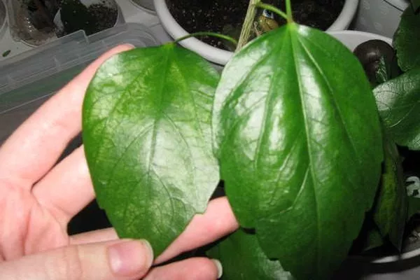 здоровые листья у гибискуса