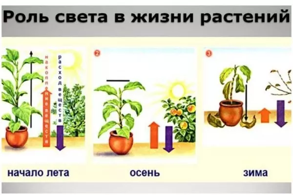 роль света в жизни гибискуса