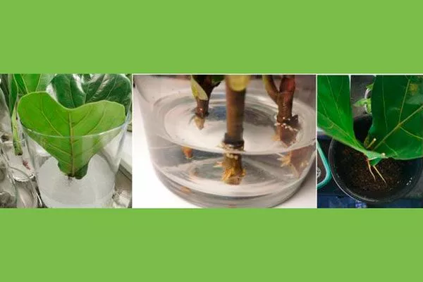 укоренение Фикус лиролистный бамбино24