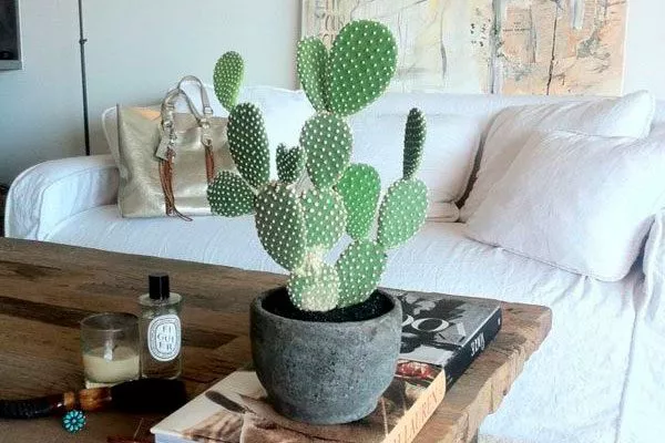 Украшение помещений Опунция описание28